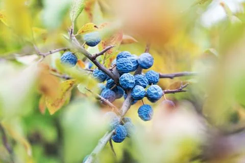 Frozen fruit of a blackthorn Stock Photos
