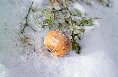 Frozen fruit Fotos Stock