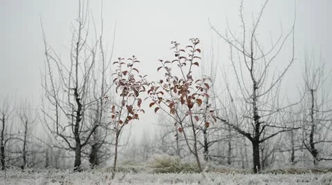 Frozen garden, static shoot video Stock Footage 22007608