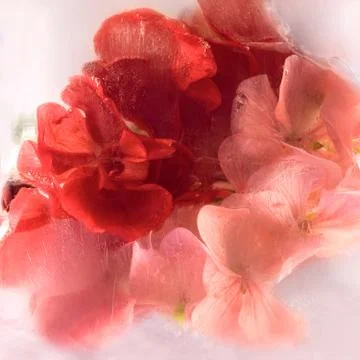 Frozen geranium Stock Photos