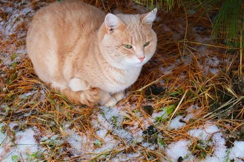 Frozen ginger cat under a tree looking into the distance Stock Photos