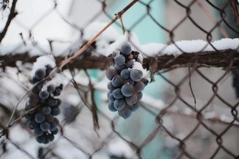 Frozen grape clusters hanging on bare vineyard vines covered with fresh sno.. Stock Photos