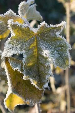 Frozen grape leaf Stock Photos
