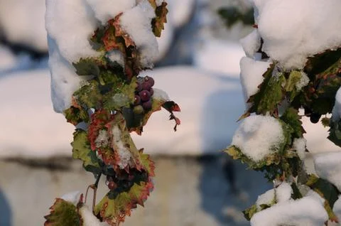 Frozen Grapes Stock Photos