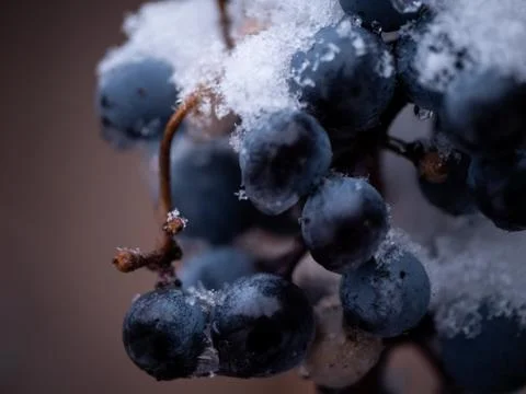 Frozen grapes. Stock Photos