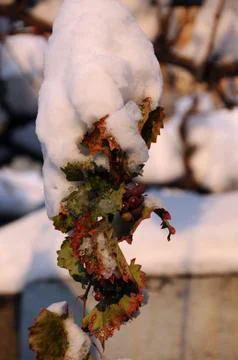 Frozen Grapes in the Winter Stock Photos
