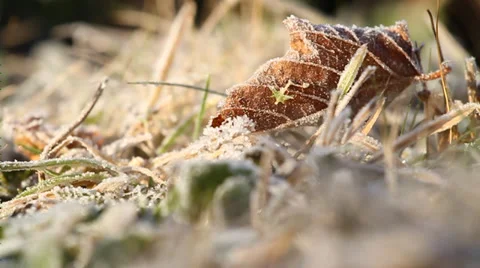 Frozen grass and leaves Vídeo Stock 32738652