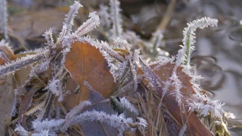 Frozen grass and leaves Stock Footage 280947031