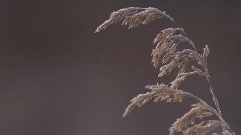 Frozen grass in autumn close-up Stock Footage 280937540
