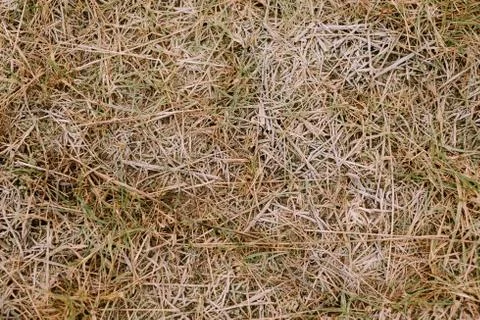Frozen grass background and texture in landscape view Stock Photos
