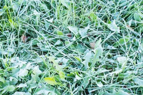 Frozen grass background Stock Photos