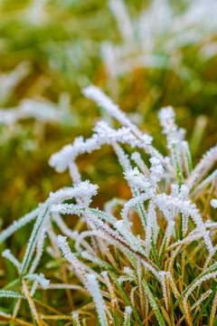 Frozen Grass Between Winter and Spring Foto stock