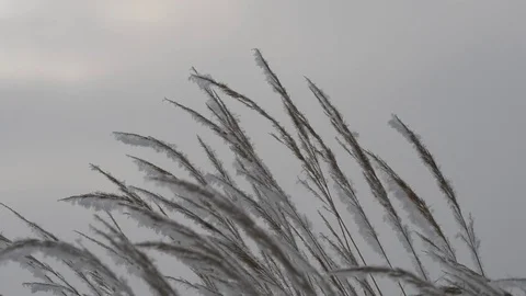 Frozen grass close up. Stock Footage 71714808