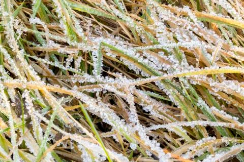 Frozen Grass Close Up Stock Photos