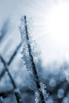 Frozen grass close up. Stock Photos