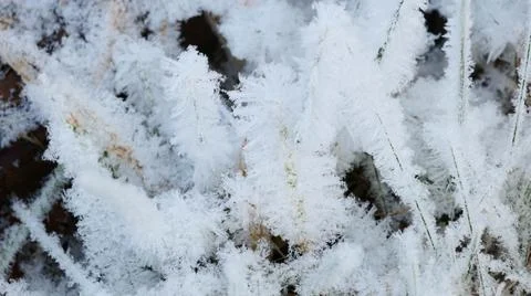 Frozen Grass Close-up Stock Photos