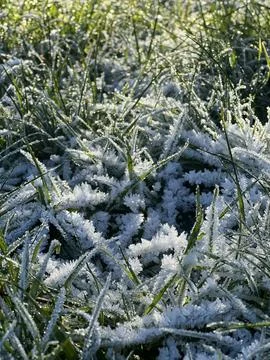 Frozen Grass Close Up Foto stock