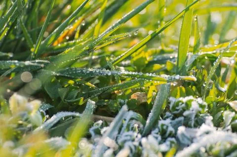 Frozen Grass Closeup Stock Photos