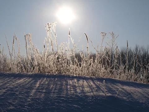 Frozen grass covered with ice. Stock Photos