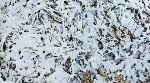 Frozen Grass Covered with Snow Stock Photos
