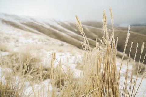 Frozen Grass Distant Snowy Hillside Stock Photos