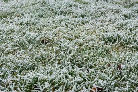 Frozen grass in a field Stock Photos