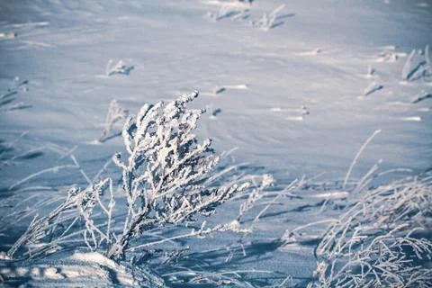 Frozen grass on the fields with copy space Stock Photos