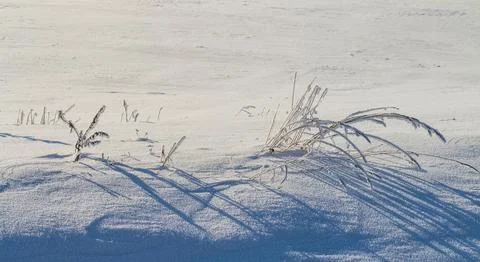 Frozen grass on the fields with copy space Stock Photos