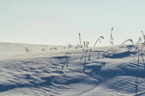 Frozen grass on the fields with copy space Stock Photos