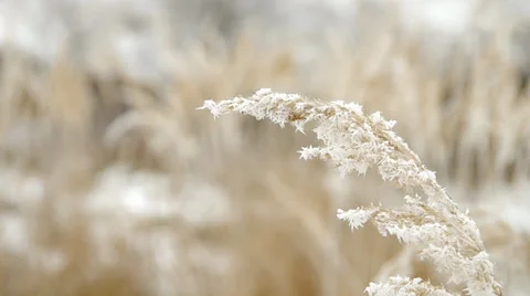 Frozen grass Stock Footage 34249495