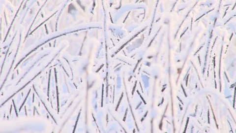 Frozen grass Stock Footage 74089199