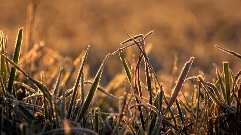 Frozen grass Stockbeeldmateriaal 102331209