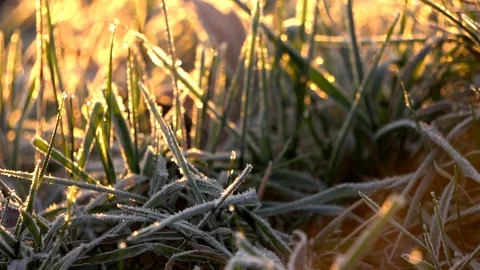 Frozen grass Video stock 102331245