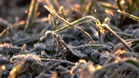 Frozen grass Video stock 102331424
