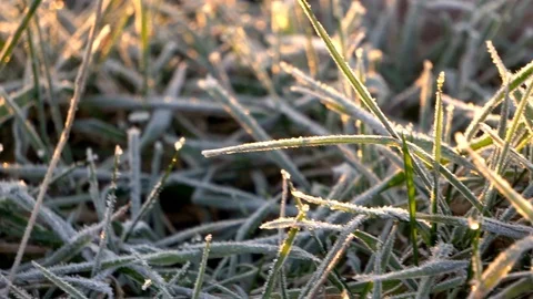 Frozen grass Video stock 102331565