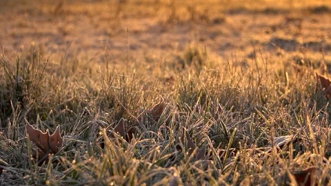 Frozen grass Video stock 102331591