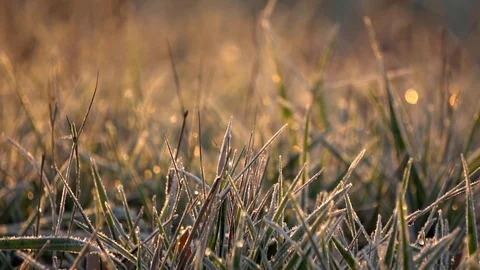Frozen grass 動画素材 102331758