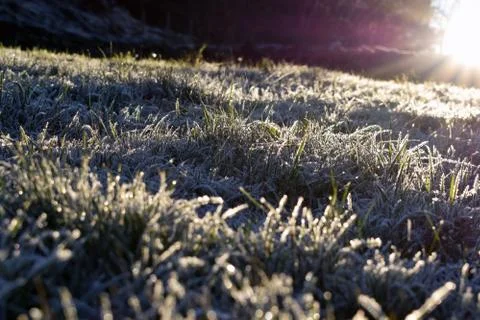 Frozen grass is lit by sun rays. Stock Photos