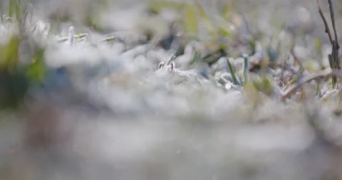 Frozen grass in the morning Stock Footage 149496744