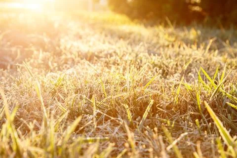 Frozen grass in the morning Stock Photos