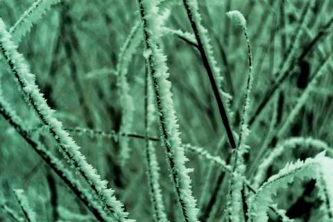 Frozen grass in the night Stock Photos