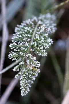 Frozen grass Stock Photos