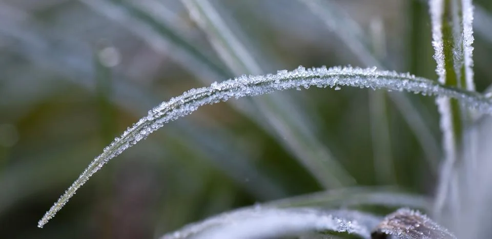 Frozen grass Stock Photos