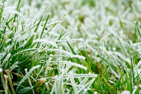 Frozen grass Stock Photos