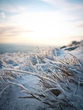 Frozen grass Stock Photos