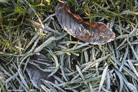Frozen grass Stock Photos