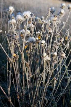 Frozen grass Stock Photos