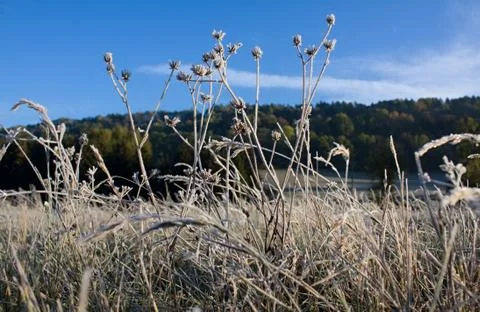 Frozen grass Stock Photos