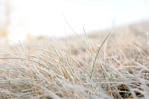 Frozen Grass Foto stock