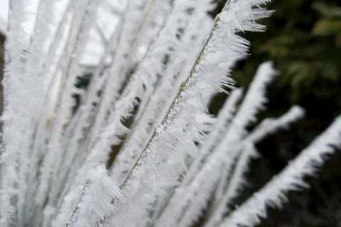 Frozen grass Stock Photos